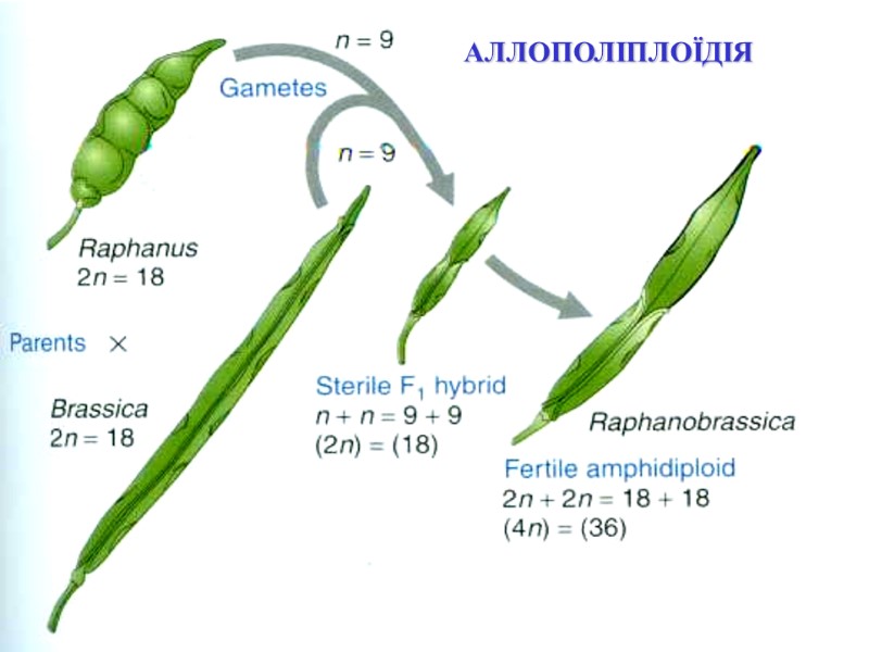 АЛЛОПОЛІПЛОЇДІЯ